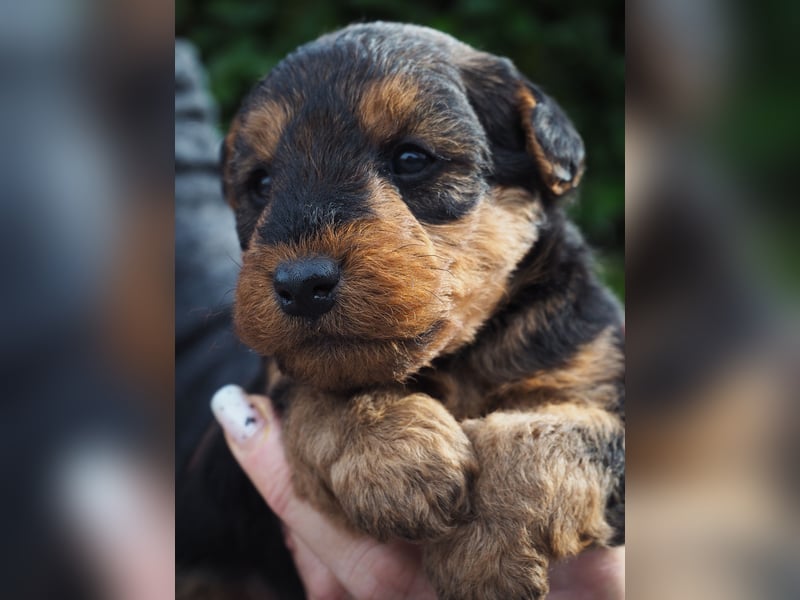 Welsh Terrier (Welpen FCI)
