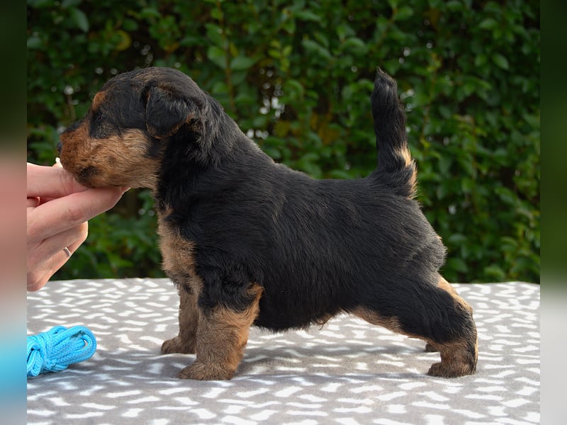 Welsh Terrier (Welpen FCI)