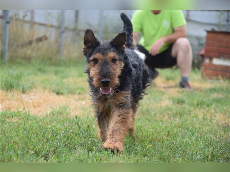 Tequila - ein verspielter und aktiver Terrierjunge