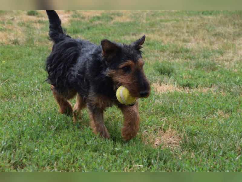 Tequila - ein verspielter und aktiver Terrierjunge