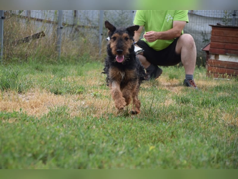 Tequila - ein verspielter und aktiver Terrierjunge