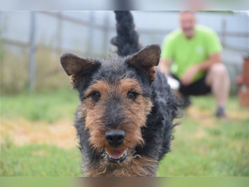 Tequila - ein verspielter und aktiver Terrierjunge