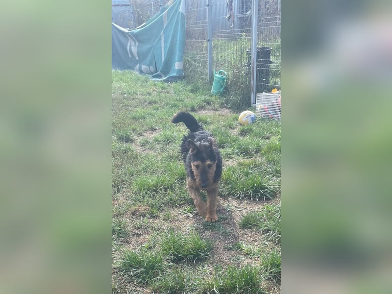 Tequila - ein verspielter und aktiver Terrierjunge