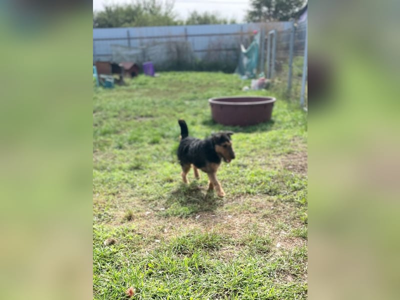 Tequila - ein verspielter und aktiver Terrierjunge