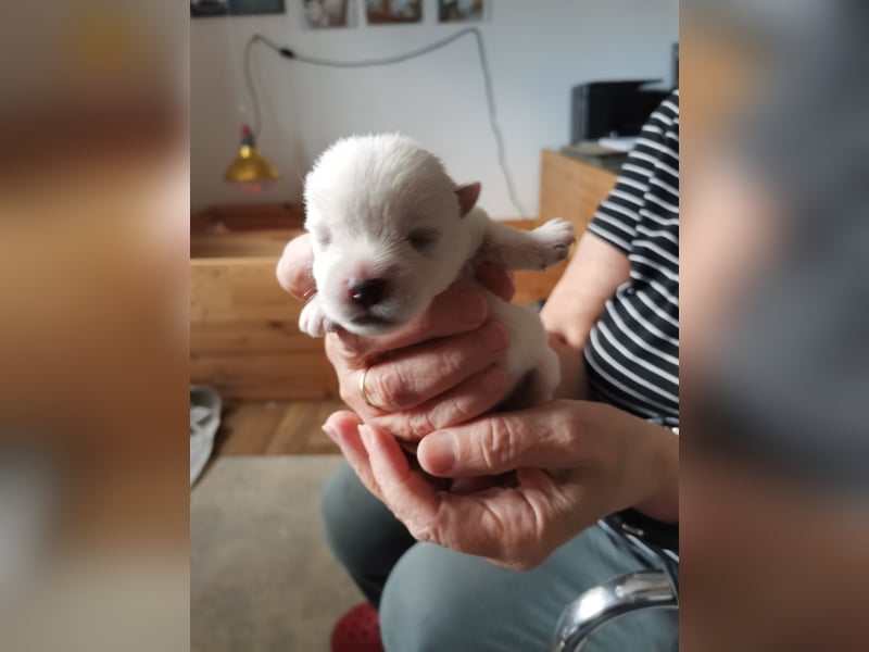 Westhighland White Terrier Welpen suchen ein liebevolles Zuhause