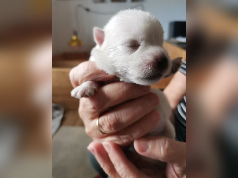 Westhighland White Terrier Welpen suchen ein liebevolles Zuhause