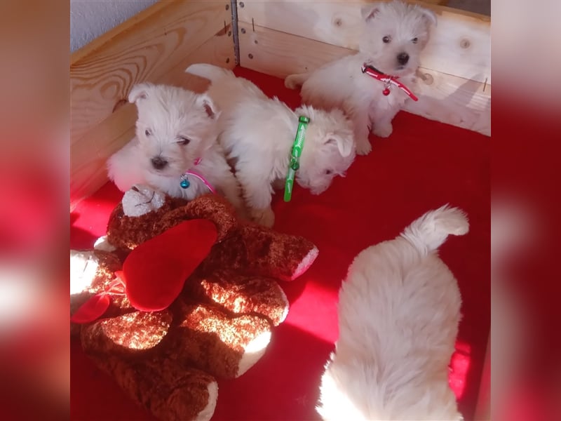 Bildhübsche Westie Welpen,West Highland White Terrier Welpen