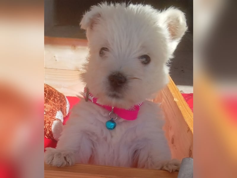 Bildhübsche Westie Welpen,West Highland White Terrier Welpen