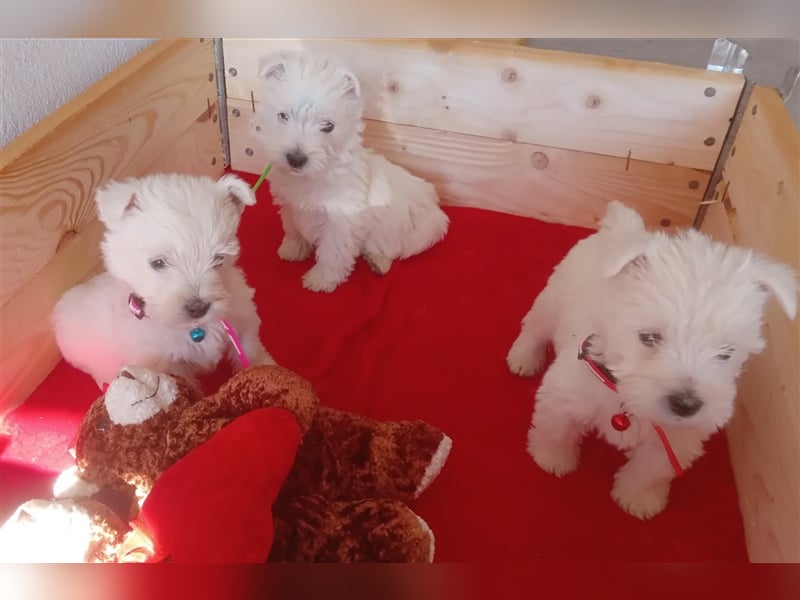 Bildhübsche Westie Welpen,West Highland White Terrier Welpen