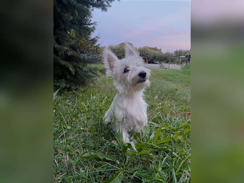 Wunderschöne West-Highland-White-Terrier sucht neues Zuhause