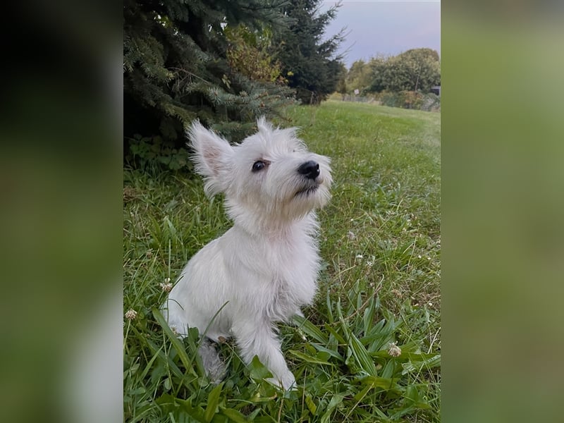 Wunderschöne West-Highland-White-Terrier sucht neues Zuhause