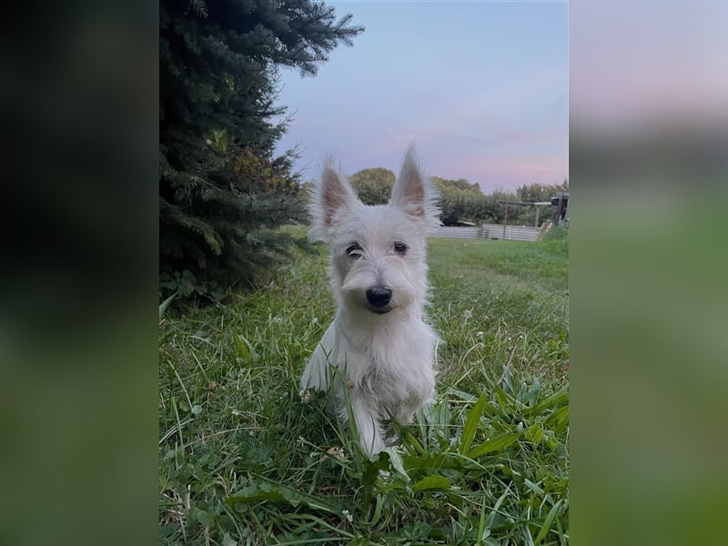 Wunderschöne West-Highland-White-Terrier sucht neues Zuhause