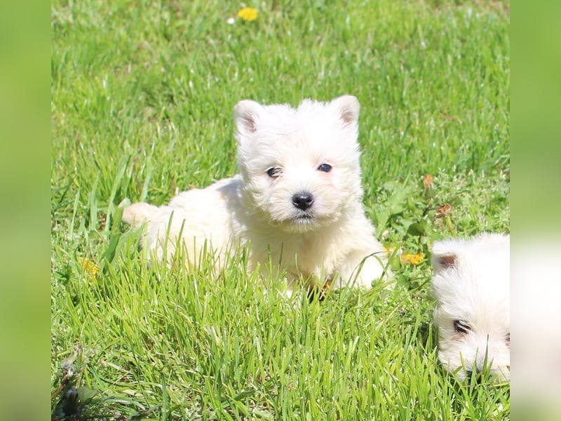 Wunderschöne West Highland White Terrier Welpen,WESTIE WELPEN Hündin+ Rüde
