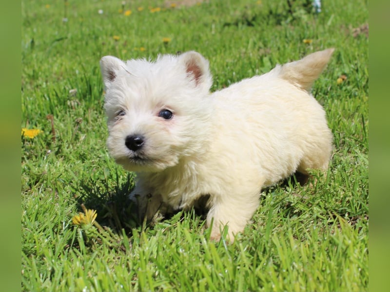 Wunderschöne West Highland White Terrier Welpen,WESTIE WELPEN Hündin+ Rüde