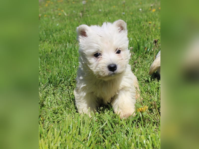 Wunderschöne West Highland White Terrier Welpen,WESTIE WELPEN Hündin+ Rüde