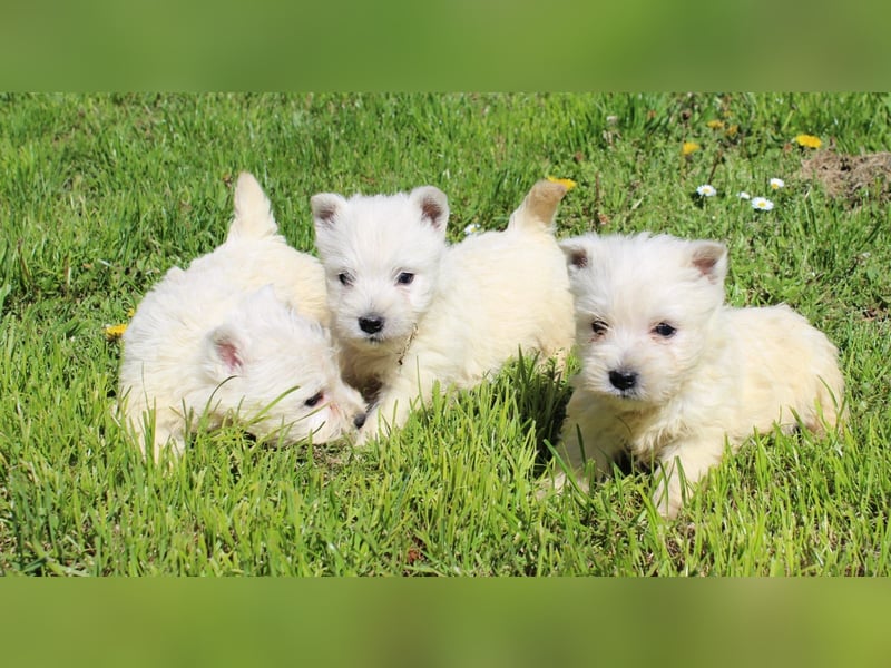 Wunderschöne West Highland White Terrier Welpen,WESTIE WELPEN Hündin+ Rüde