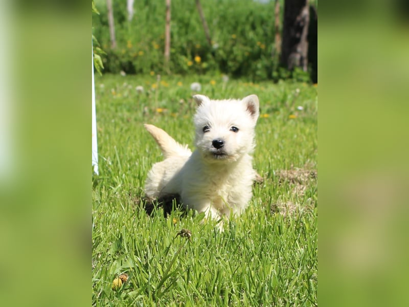 Wunderschöne West Highland White Terrier Welpen,WESTIE WELPEN Hündin+ Rüde