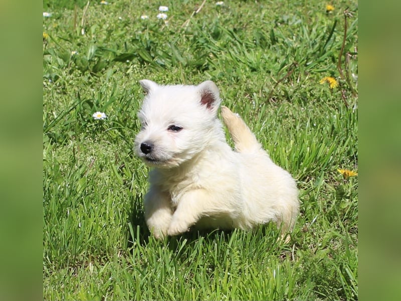 Wunderschöne West Highland White Terrier Welpen,WESTIE WELPEN Hündin+ Rüde