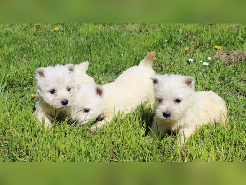Wunderschöne West Highland White Terrier Welpen,WESTIE WELPEN Hündin+ Rüde