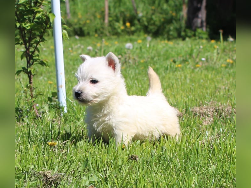 Wunderschöne West Highland White Terrier Welpen,WESTIE WELPEN Hündin+ Rüde
