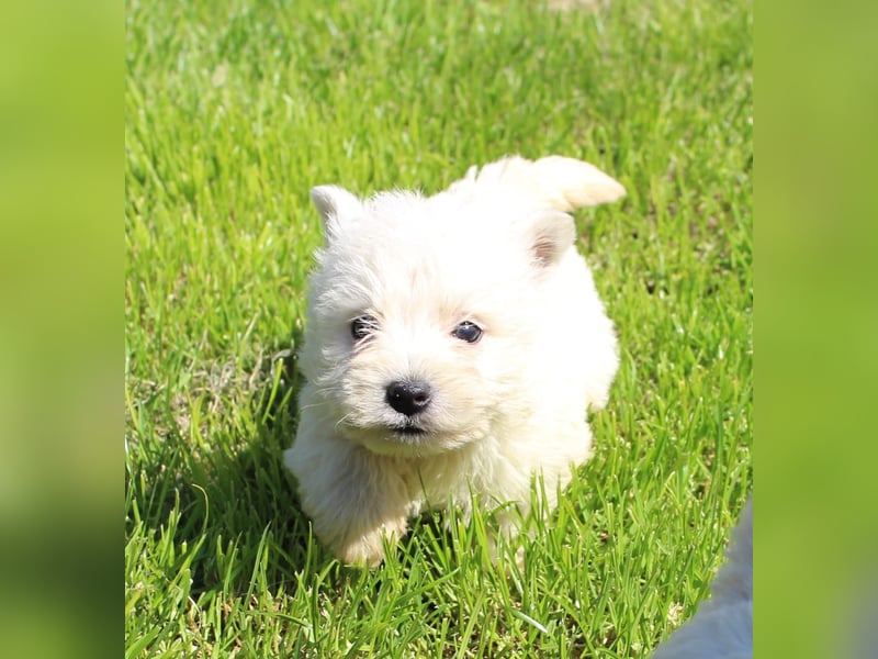 Wunderschöne West Highland White Terrier Welpen,WESTIE WELPEN Hündin+ Rüde