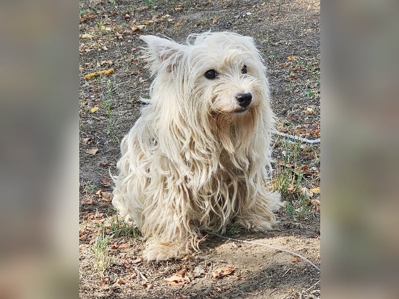 Conchetta sucht ein ruhiges Zuhause