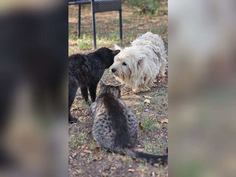 Conchetta sucht ein ruhiges Zuhause