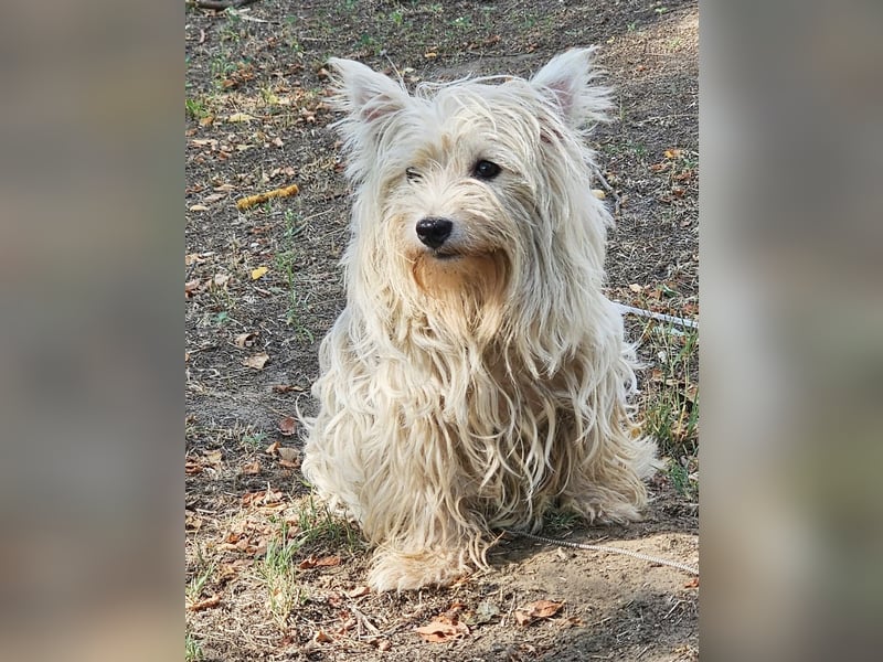 Conchetta sucht ein ruhiges Zuhause