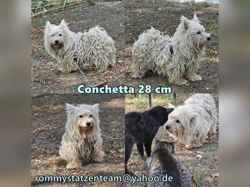 Conchetta sucht ein ruhiges Zuhause