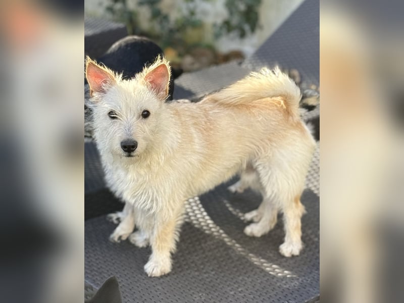 Schüchterner Benno sucht seine Menschen