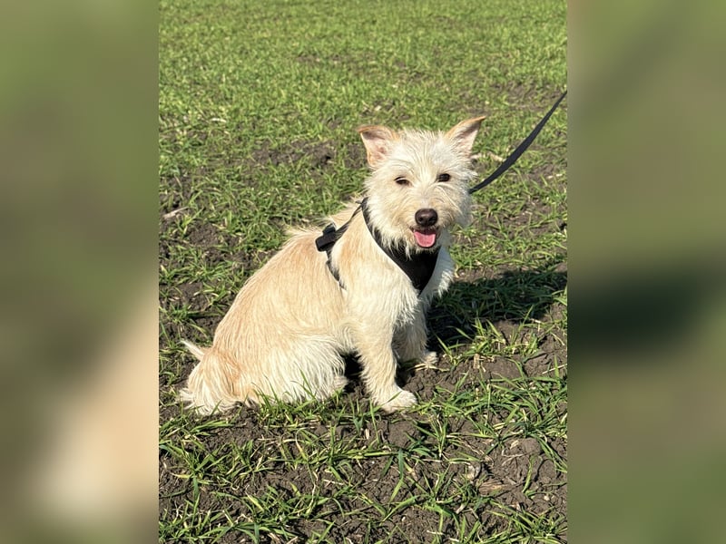 Schüchterner Benno sucht seine Menschen