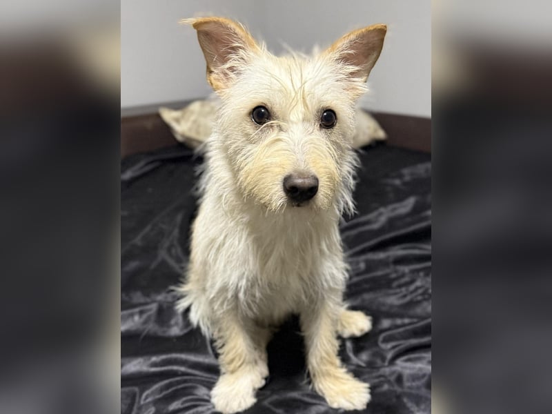 Schüchterner Benno sucht seine Menschen