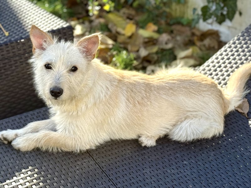 Schüchterner Benno sucht seine Menschen