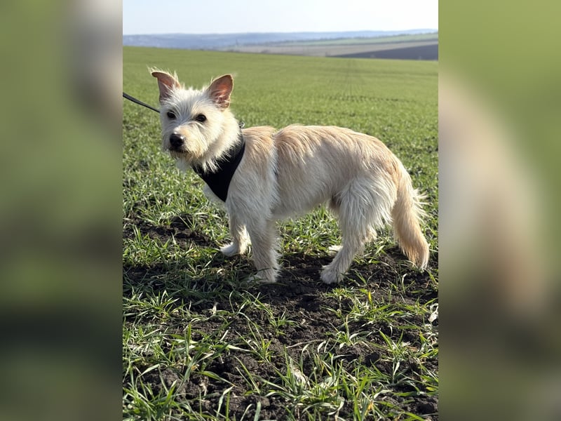 Schüchterner Benno sucht seine Menschen
