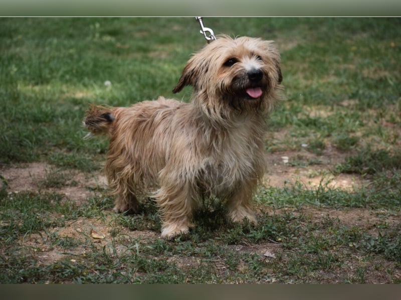 Justin“ ist ein lieber, kleiner Westie-Mix, der ein Zuhause sucht. Geboren 04.2018