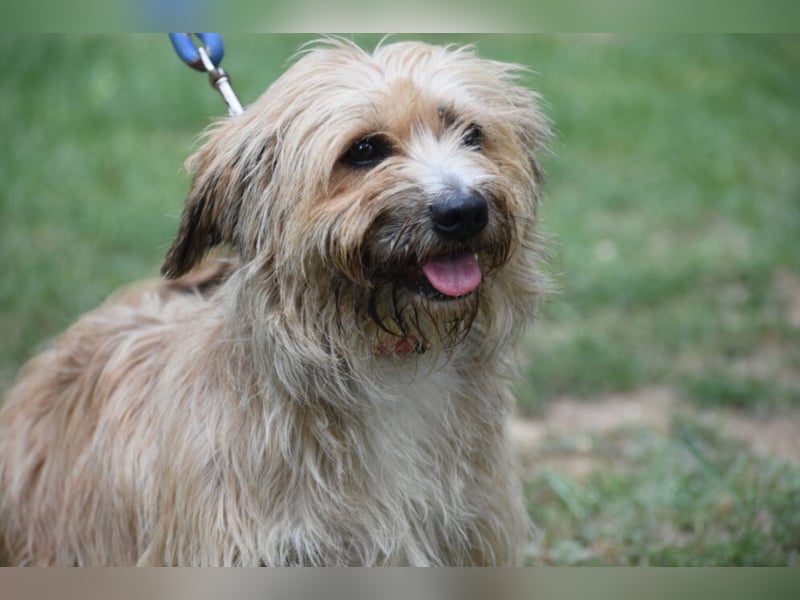 Justin“ ist ein lieber, kleiner Westie-Mix, der ein Zuhause sucht. Geboren 04.2018