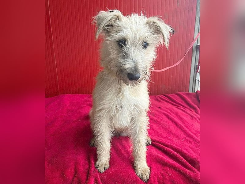 süße kleine MADDIE - 8 Monate, 35cm/6kg - Mischling