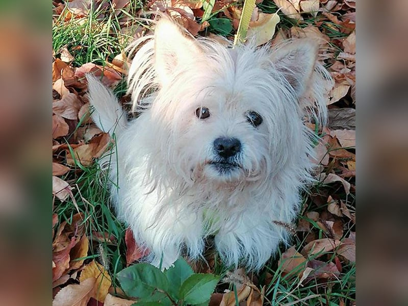 ❤️kleiner Tanzbär FLOH - 11 Jahre, 30cm - White West Highland Terrier-Mix
