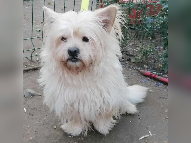 ❤️kleiner Tanzbär FLOH - 11 Jahre, 30cm - White West Highland Terrier-Mix