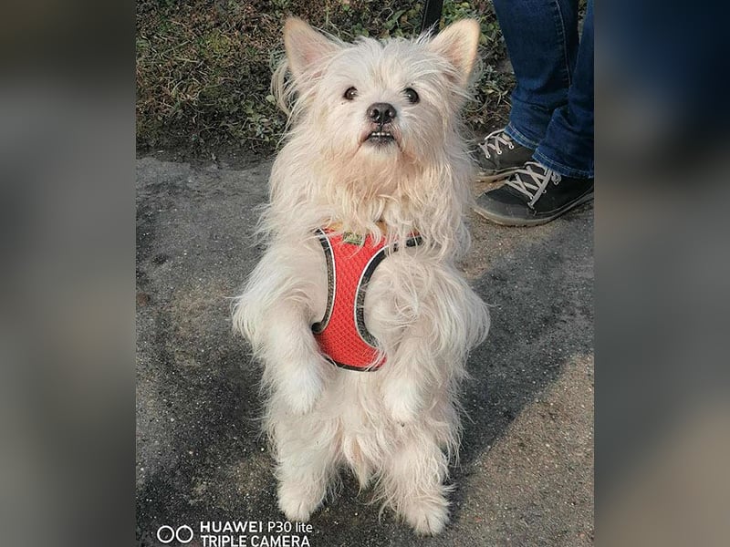 ❤️kleiner Tanzbär FLOH - 11 Jahre, 30cm - White West Highland Terrier-Mix
