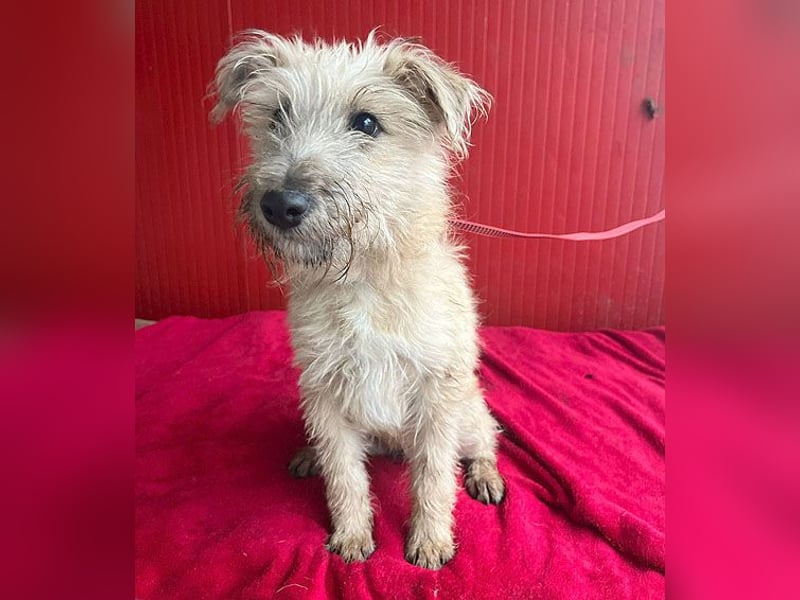 süße kleine MADDIE - 8 Monate, 35cm/6kg - Mischling