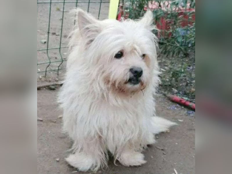❤️kleiner Tanzbär FLOH - 11 Jahre, 30cm - White West Highland Terrier-Mix