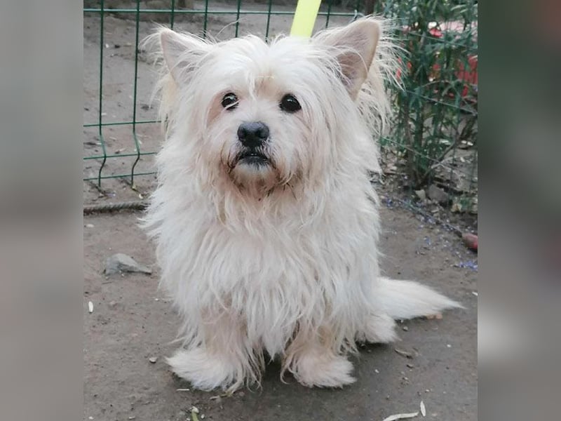 ❤️kleiner Tanzbär FLOH - 11 Jahre, 30cm - White West Highland Terrier-Mix