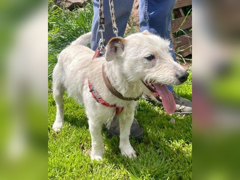 Pötyi VA - aktiv, klug