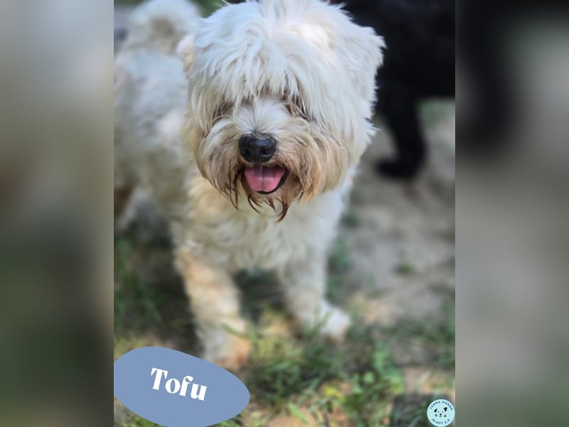 Tofu - rüstiger Rentner