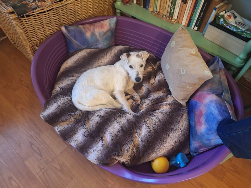 Pötyi VA - aktiv, klug, fröhlich, menschenbezogen