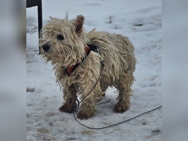 Leslie sucht ein verständnisvolles Zuhause
