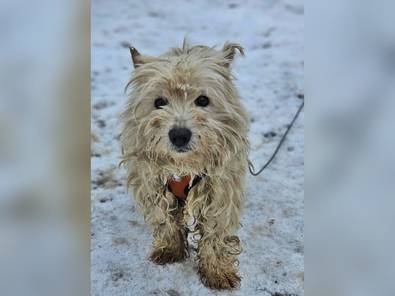 Leslie sucht ein verständnisvolles Zuhause