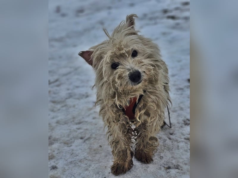 Leslie sucht ein verständnisvolles Zuhause