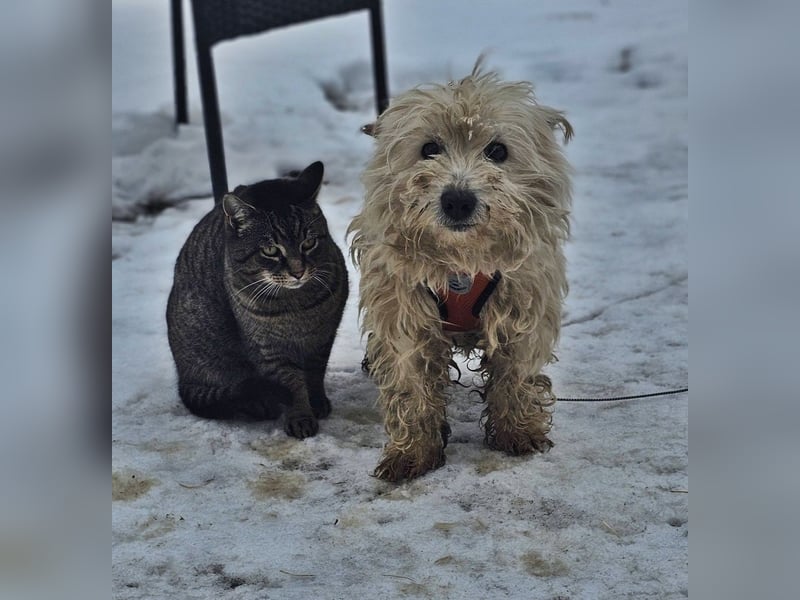 Leslie sucht ein verständnisvolles Zuhause